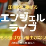 エンジェルライブチャットレディ|女性が安全に顔出しなしで稼げるかを比較・口コミ・特徴で徹底検証
