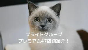 ブライトグループ全国プレミアム店舗47店舗一覧【東京/千葉/神奈川/埼玉/茨城/名古屋】