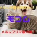 モコムのメールレディで安全に稼ぐ方法!口コミ・評判・メール単価も調べてみた