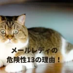 在宅メールレディは危ない?怪しい?危険性13の理由とその対策法を解説!